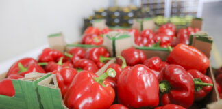 Uprawa papryki. Podążajmy z trendami