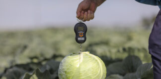 Te odmiany kapust to dobry wybór na sezon 2025