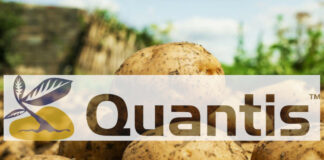 QUANTIS – pierwszy biostymulator od Syngenty