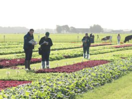 Sałaty i ich typy – rekomendacje uprawowe z Enza Zaden