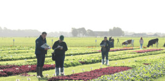 Nowości uprawowe dla sałat i rzodkiewek, cz. 1 – odmiany i rozsada