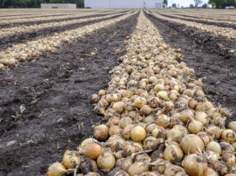 Niższy eksport cebuli z Chin