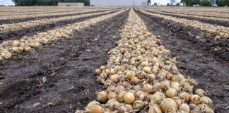 Wyzwania dla producentów cebuli