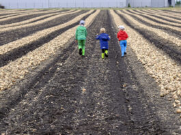 Jakie cebule warto uprawiać w sezonie 2022. WEB Cebula – 31 stycznia, 2022