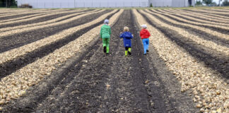 Jakie cebule warto uprawiać w sezonie 2022. WEB Cebula – 31 stycznia, 2022