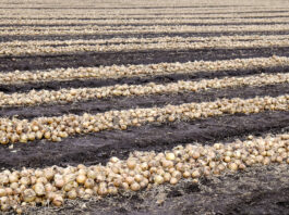 Cebula z Uzbekistatnu – możliwe kierunki eksportu uprawa cebuli