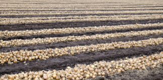 Cebula z Uzbekistatnu – możliwe kierunki eksportu uprawa cebuli