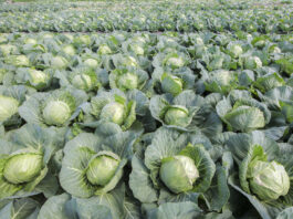 Kapusty dopasowane do potrzeb producentów i zmian klimatu kapusta biała