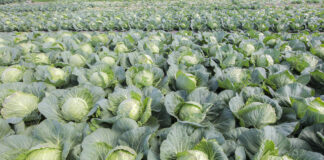 Ceny warzyw na Ukrainie – czy mamy się czego obawiać? kapusta biała