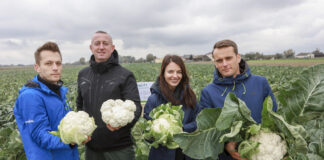 Produkcja kalafiora i brokułu w obliczu rosnących kosztów