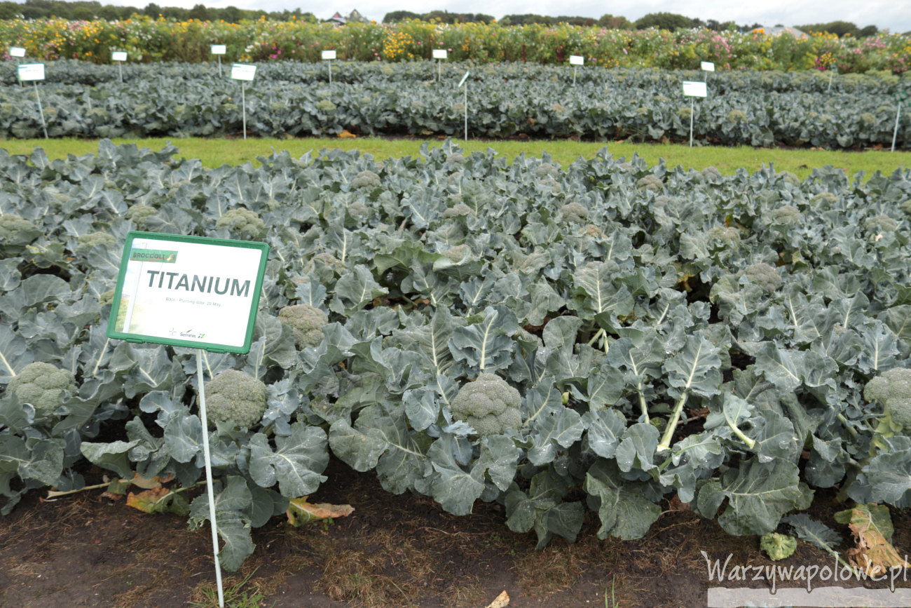 Brokuł Titanium F1