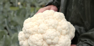 Szybszy zbiór brokułów i kalafiorów