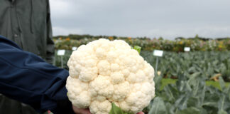 Kapustne w centrum uwagi