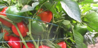 Trendy w uprawie papryki