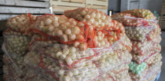 Niskie ceny warzyw, a cebuli nie ma kto kupić