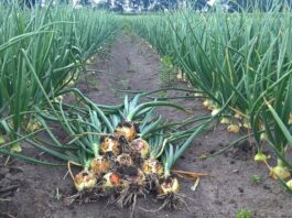 CEBULA: odmiany cebuli – zestawienie odmian polecanych do uprawy w sezonie 2022 odmiana cebuli