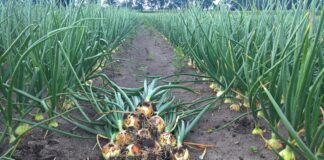 CEBULA: odmiany cebuli – zestawienie odmian polecanych do uprawy w sezonie 2022 odmiana cebuli