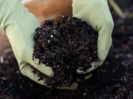 Fosfor w glebie. Jak wykorzystać zasoby, które już są? cz. I