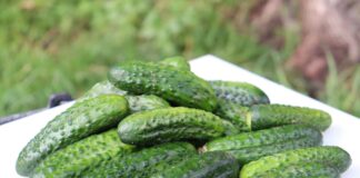 Warto poznać te odmiany warzyw: kapusta, ogórek, seler, pietruszka i liściowe