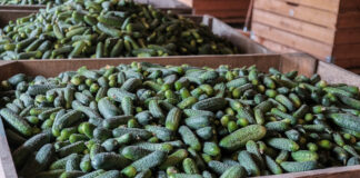 Odmiany ogórków do kiszenia na sezon 2022 odmiany ogórków do kiszenia