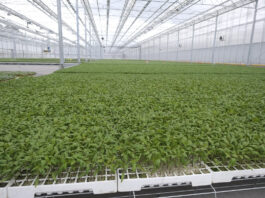 Rozsad warzyw pod zamówienie – co warto wiedzieć? Produkcja rozsady warzyw