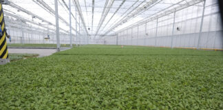 Rozsad warzyw pod zamówienie – co warto wiedzieć? Produkcja rozsady warzyw