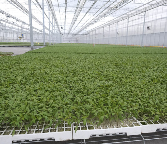 Rozsad warzyw pod zamówienie – co warto wiedzieć? Produkcja rozsady warzyw