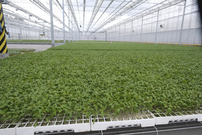 Produkcja rozsady warzyw