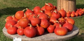 Dynie – walczymy o plon! Cz. II