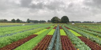 Odmiany z firmy Enza do ekologicznej produkcji warzyw