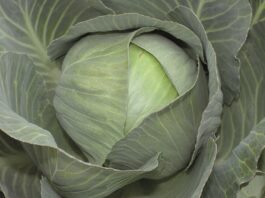 Kapusta Abel – Twój AS w przechowalni Abel