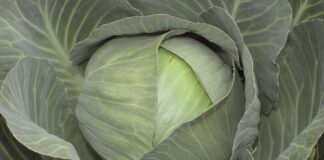 Kapusta Abel – Twój AS w przechowalni Abel