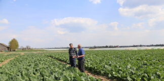 Najwcześniejsze kapusty i kalafiory – Igołomia 2022