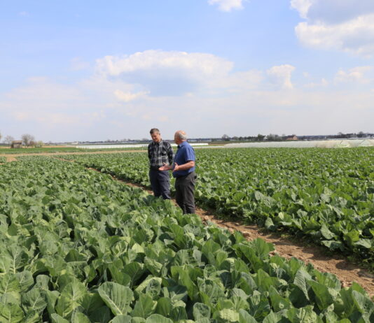 Najwcześniejsze kapusty i kalafiory – Igołomia 2022