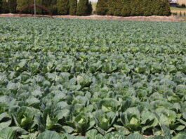 Pogoda a wysoki plon i jakość warzyw