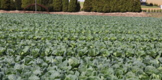 Dlaczego aminogram jest taki ważny?