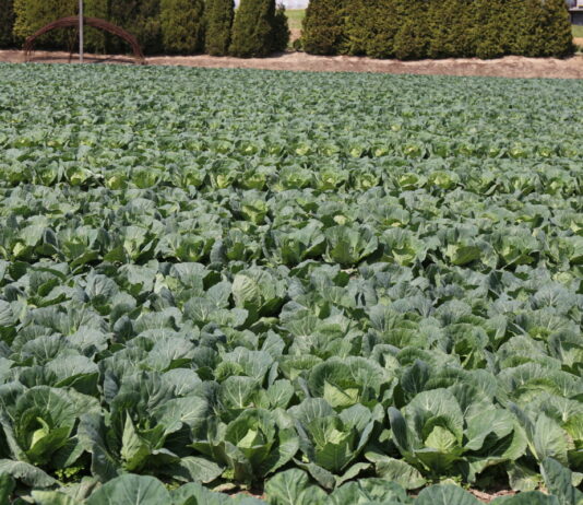 Dlaczego aminogram jest taki ważny?