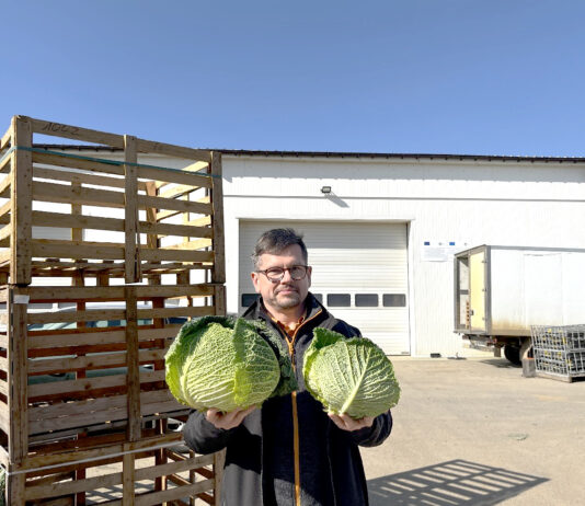 Kapusty w przechowalniach. Sezon w opinii plantatora z Proszowic