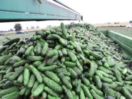 Ogórek gruntowy – webinarium 28 lutego żółte plamy na liściach ogórków