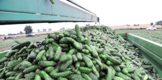 Ogórek gruntowy – webinarium 28 lutego żółte plamy na liściach ogórków