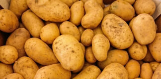 Czy jest szansa na powrót mankozebu? ziemniaki gala