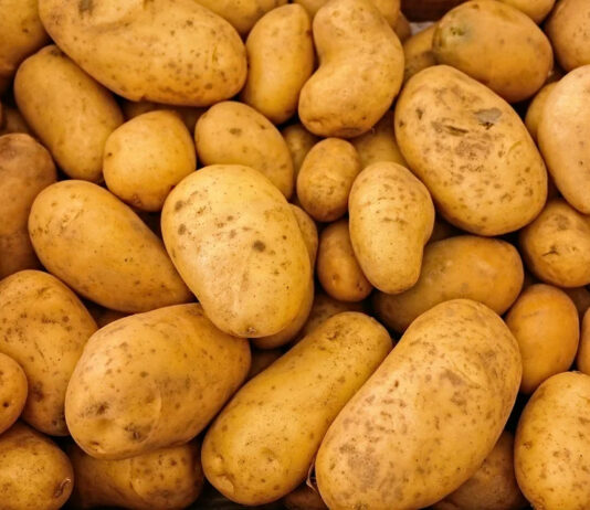 Ziemianki Gala, Srotaya: charakterystyka, na co się nadają? ziemniaki gala