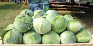 Odmiany kapusty na każdą okazję