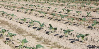 Ważne zalecenia dla warzyw kapustnych po posadzeniu rozsady (komunikat warzywniczy 23 maj/2022)