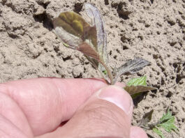 Jak wspomóc rośliny po przymrozkach i chłodach (komunikat warzywniczy 19 maja 20222)