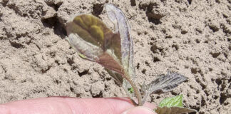 Jak wspomóc rośliny po przymrozkach i chłodach (komunikat warzywniczy 19 maja 20222)