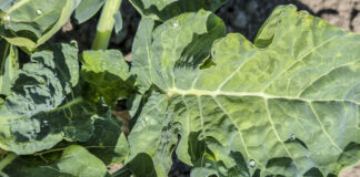 Mączniak rzekomy na brokule (komunikat warzywniczy 29 maja 2022)