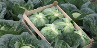 Ceny nowalijek – kapusta, kalafior, kalarepa, sałaty. 13 maja 2022