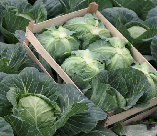 Ceny nowalijek – kapusta, kalafior, kalarepa, sałaty. 13 maja 2022