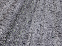 Śmietka cebulanka atakuje plantacje na Kujawach – komunikat warzywniczy 11 maj 2021